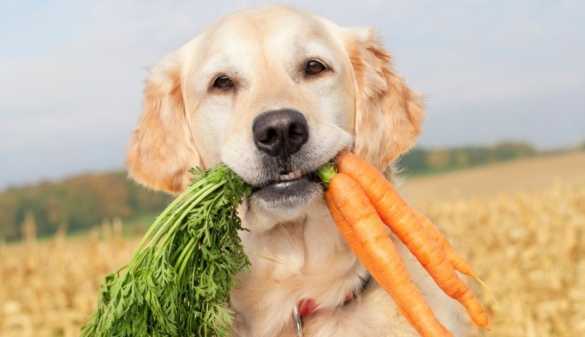 Un cane può essere vegano?
