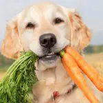 Un cane può essere vegano?