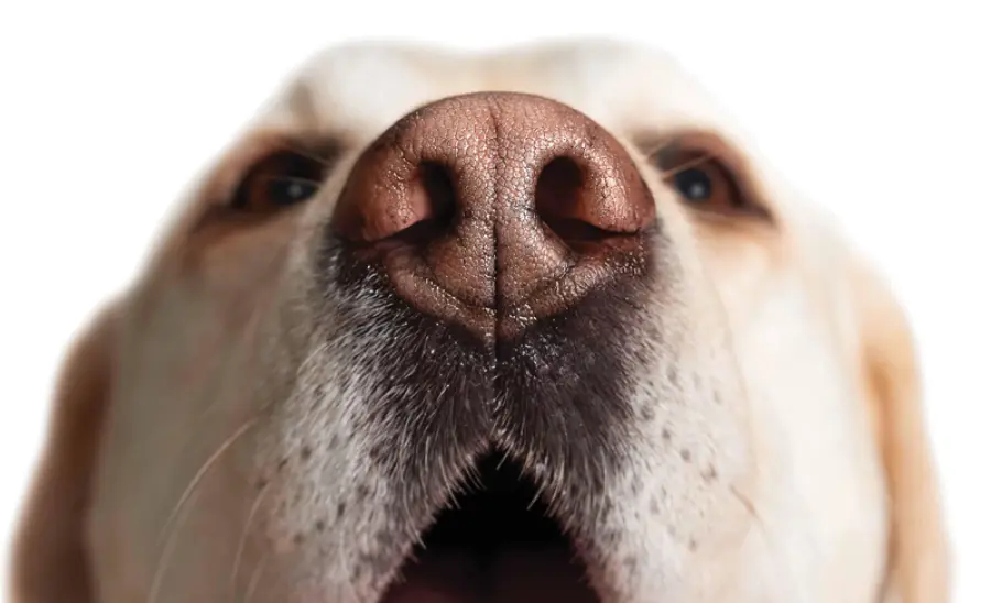 Cani che individuano tumori: un centro addestramento negli USA