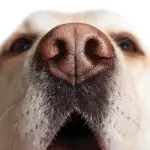 Cani che individuano tumori: un centro addestramento negli USA