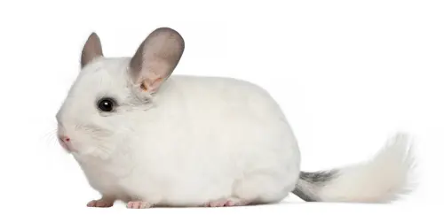 Cincillà: elenco delle condizioni di salute più comuni