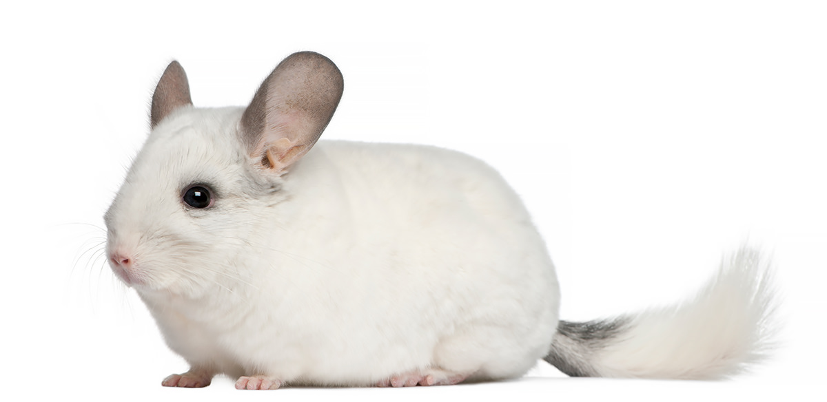 Cincillà: elenco delle condizioni di salute più comuni