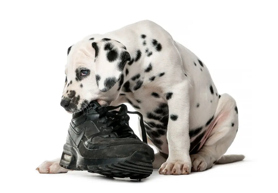 I 4 problemi comportamentali più comuni nei cani