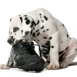 I 4 problemi comportamentali più comuni nei cani