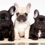 I cani più apprezzati: la grande crescita del Bulldog Francese