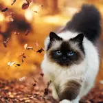 Quale gatto scegliere? Una guida dei caratteri principali delle razze