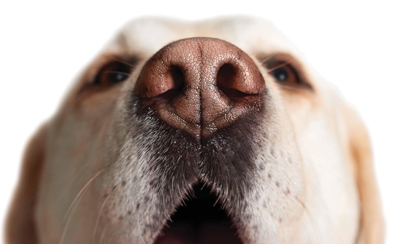 Cani che individuano tumori: un centro addestramento negli USA
